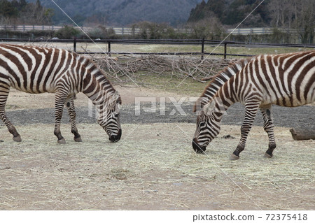 Grand zebra during a meal Grand zebra during a meal 72375418