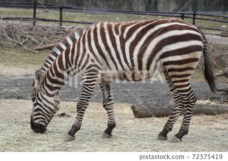 Grand zebra during a meal 72375419