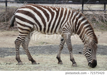 Grand zebra during a meal 72375420
