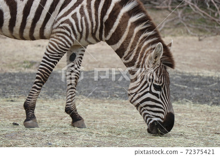 Grand zebra during a meal 72375421