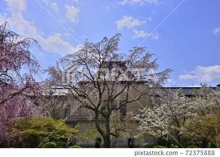 京都府前官邸櫻花 京都府前官邸櫻花 72375888