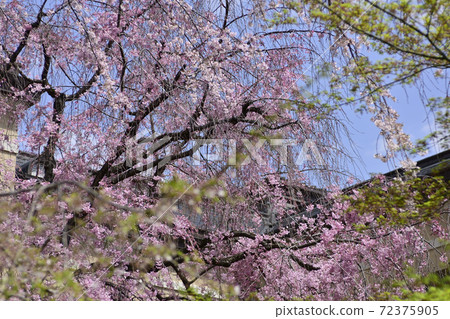 Former Kyoto Prefectural Government Main Building Sakura Former Kyoto Prefectural Government Main Building Sakura 72375905
