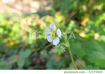 一朵白花“野草莓”,在早晨的陽光下生動地生長 一朵白花“野草莓”,在早晨的陽光下生動地生長 72375943