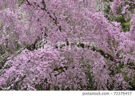 Kyoto Gyoen Konoe Residence Site Red Weeping Cherry Blossoms Kyoto Gyoen Konoe Residence Site Red Weeping Cherry Blossoms 72376457