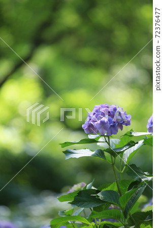 初夏的繡球花 72376477