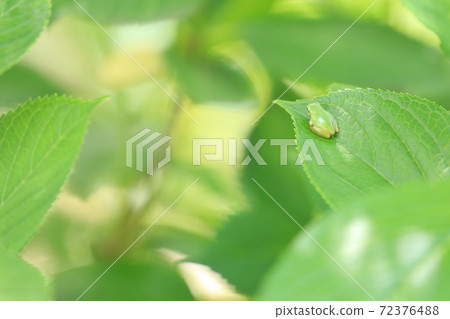 Tree frog resting on hydrangea leaves Tree frog resting on hydrangea leaves 72376488