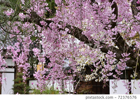 天寧寺紅垂線櫻花 72376576