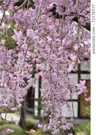 天寧寺紅垂線櫻花 72376577