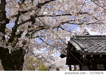 Honmanji Temple Somei Yoshino 72376876