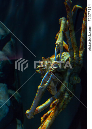 Japanese spider crab 72377114
