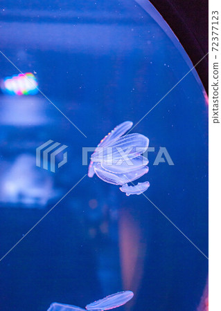 Kabuto jellyfish Kabuto jellyfish 72377123