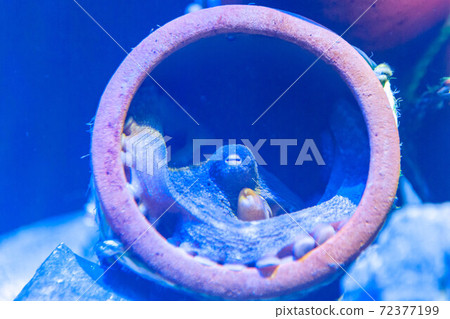 octopus  72377199