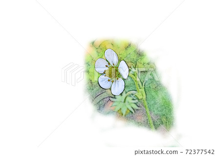 A single white flower "Wild Strawberry" that is growing vividly in the morning sun Colored pencil drawing style picture letter 72377542