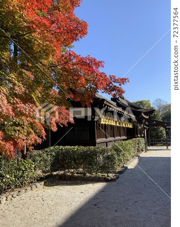 Autumn leaves Autumn leaves 72377564