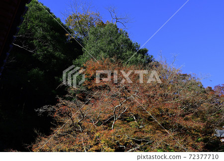 Autumn leaves, Japanese maple shining in the morning sun @ Daiitokuji Temple, Kishiwada City, Osaka Prefecture 72377710