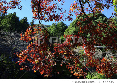 Autumn leaves, Japanese maple shining in the morning sun @ Daiitokuji Temple, Kishiwada City, Osaka Prefecture 72377739