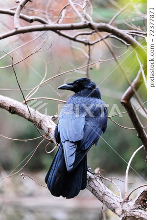black crow sitting on a branch looking sideways black crow sitting on a branch looking sideways 72377871