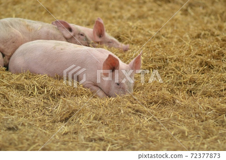 A group of piglets lie in a pile of yellow hay on a farm A group of piglets lie in a pile of yellow hay on a farm 72377873