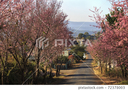 Peach blossom full of flowers on both sides of the road at Da Lat city, Lam Dong, Viet Nam 72378003