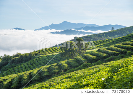 The morning at Cau Dat tea farm at Lam Dong province. This is one of the famous tourist attraction at Da Lat, Viet Nam. The morning at Cau Dat tea farm at Lam Dong province. This is one of the famous tourist attraction at Da Lat, Viet Nam. 72378020