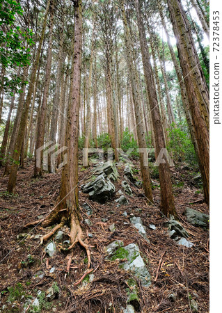 sengenyama forest near the Ranzan valley, Japan 72378453