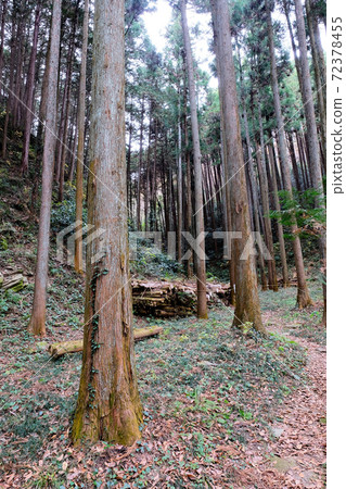 sengenyama forest near the Ranzan valley, Japan sengenyama forest near the Ranzan valley, Japan 72378455