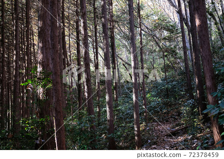 sengenyama forest near the Ranzan valley, Japan sengenyama forest near the Ranzan valley, Japan 72378459