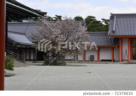 Kyoto Imperial Palace Shrine Plaza Sakurai Cherry Blossoms 72378810