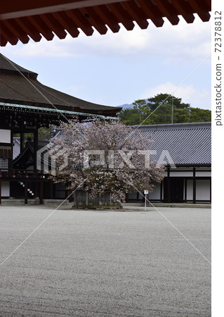 京都皇宮靖國神社廣場櫻井櫻花 72378812