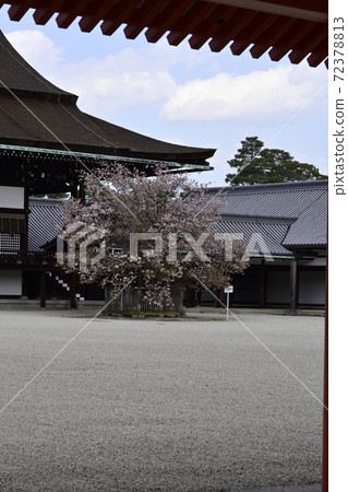 京都皇宮靖國神社廣場櫻井櫻花 72378813