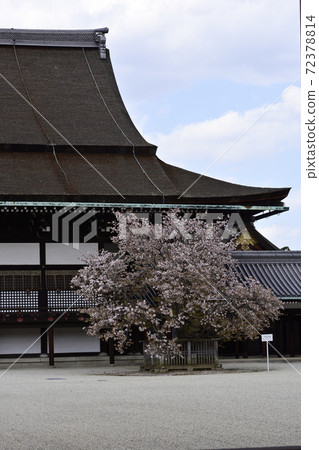 京都皇宮靖國神社廣場櫻井櫻花 72378814