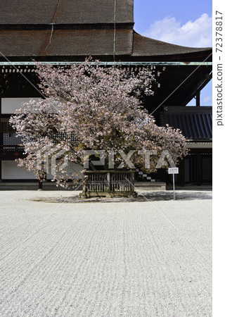 Kyoto Imperial Palace Shrine Plaza Sakurai Cherry Blossoms Kyoto Imperial Palace Shrine Plaza Sakurai Cherry Blossoms 72378817