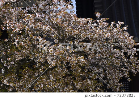 Kyoto Imperial Palace Shrine Plaza Sakurai Cherry Blossoms Kyoto Imperial Palace Shrine Plaza Sakurai Cherry Blossoms 72378823