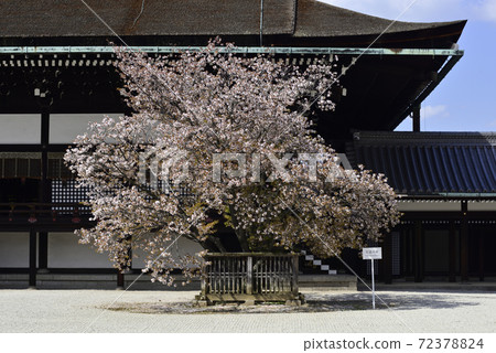 Kyoto Imperial Palace Shrine Plaza Sakurai Cherry Blossoms 72378824