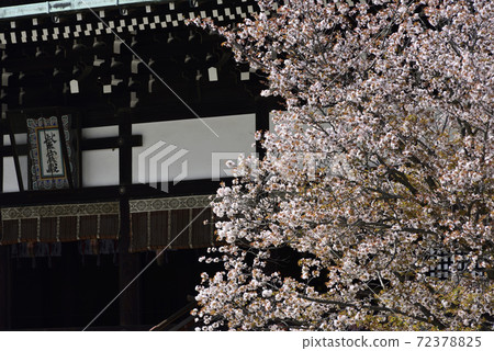 Kyoto Imperial Palace Shrine Plaza Sakurai Cherry Blossoms Kyoto Imperial Palace Shrine Plaza Sakurai Cherry Blossoms 72378825