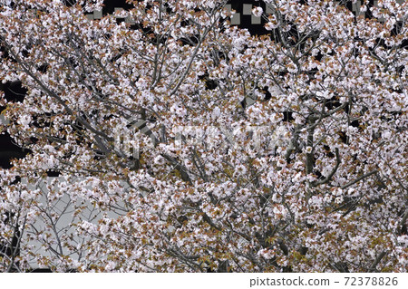 京都皇宮靖國神社廣場櫻井櫻花 京都皇宮靖國神社廣場櫻井櫻花 72378826