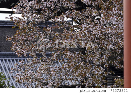Kyoto Imperial Palace Shrine Plaza Sakurai Cherry Blossoms Kyoto Imperial Palace Shrine Plaza Sakurai Cherry Blossoms 72378831