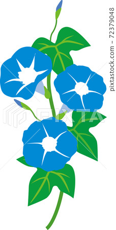 Morning glory blue - Stock Illustration [72379048] - PIXTA