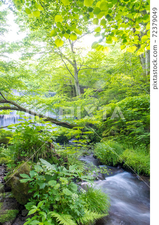 Oyama Kitanizawa mountain stream, clear stream, eco-image Oyama Kitanizawa mountain stream, clear stream, eco-image 72379049
