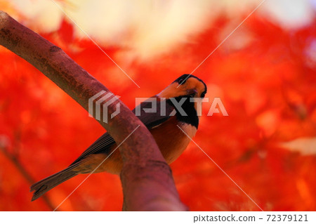 秋葉Momiji和Yamagara 72379121