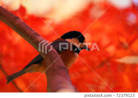 秋葉Momiji和Yamagara 72379123