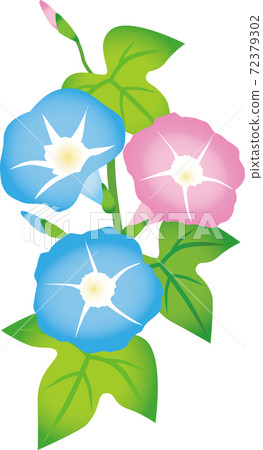 Morning glory pale system 72379302