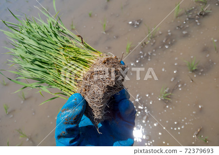 Rice planting Rice planting 72379693