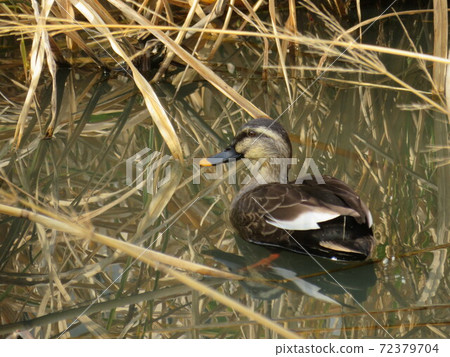 One spot-billed duck One spot-billed duck 72379704