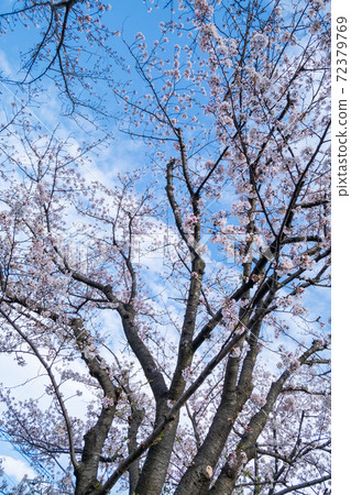 Cherry Blossoms	 72379769