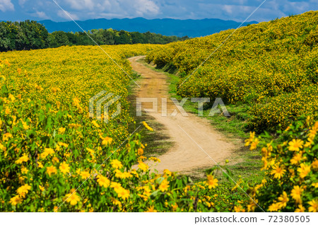 sunflower field sunflower field 72380505
