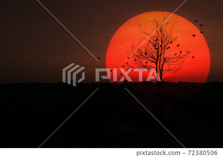 Silhouette dry tree sunset 72380506