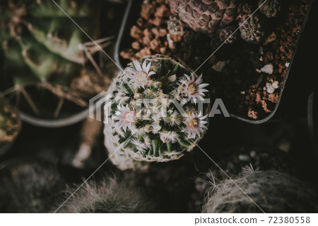 Top view of Cactus flowers, Mammillaria schiedeana with pink flower is blooming on pot, Succulent, Cacti, Cactaceae, Tree, Drought tolerant plant. Top view of Cactus flowers, Mammillaria schiedeana with pink flower is blooming on pot, Succulent, Cacti, Cactaceae, Tree, Drought tolerant plant. 72380558