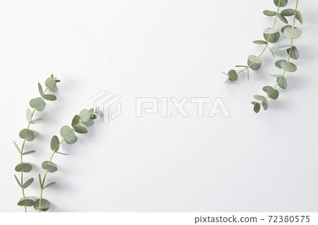 桉樹植物植物白色背景 72380575