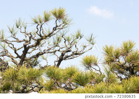 Pine pruning 72380635
